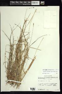 Schizachyrium salzmannii image