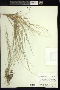 Poa involuta image