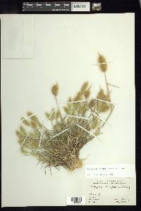 Polypogon monspeliensis image