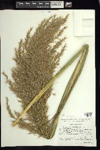 Phragmites australis image