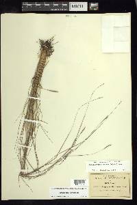 Schizachyrium tenerum image