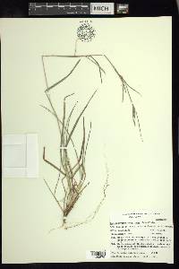 Schizachyrium sanguineum image