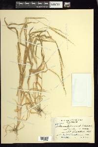 Setaria liebmannii image