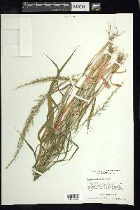 Setaria liebmannii image