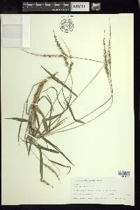 Setaria macrostachya image