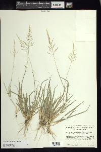 Sporobolus coromandelianus image