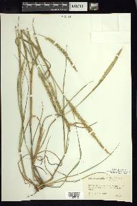 Setaria setosa image