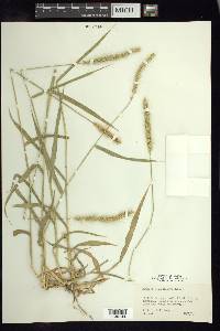 Setaria macrostachya image