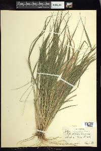 Setaria rariflora image