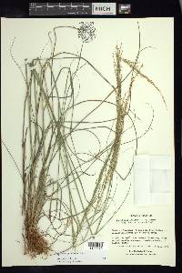 Sporobolus jacquemontii image