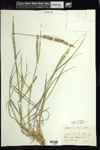 Setaria setosa image