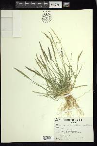 Sporobolus coromandelianus image