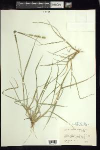 Setaria setosa image