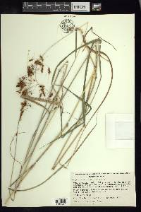 Sorghum trichocladum image