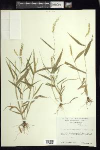 Setaria liebmannii image