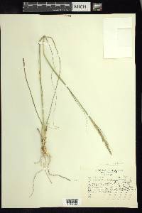 Sohnsia filifolia image