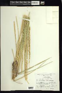 Spartina spartinae image