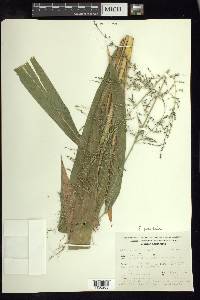 Setaria paniculifera image