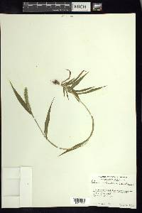 Setaria verticillata image