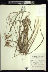 Sorghum trichocladum image