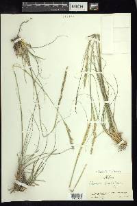 Sohnsia filifolia image
