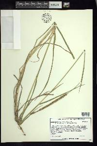 Setaria sphacelata image