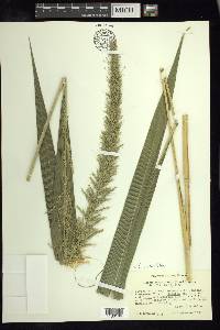 Setaria paniculifera image