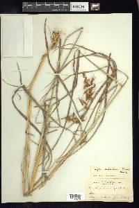 Sorghum trichocladum image