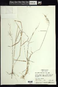 Sorghastrum incompletum image