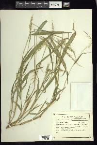 Setariopsis auriculata image