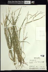 Setaria texana image