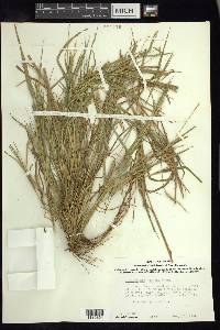 Setaria texana image