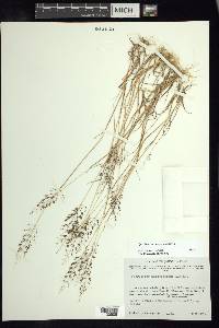 Sporobolus macrospermus image