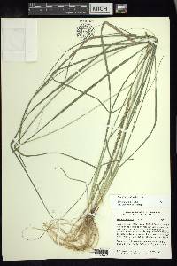 Sporobolus indicus image