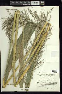 Setaria paniculifera image