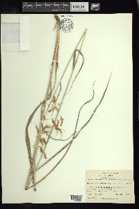 Sorghum trichocladum image