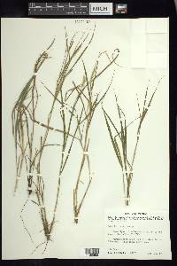 Setaria texana image