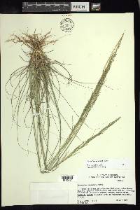 Sporobolus jacquemontii image