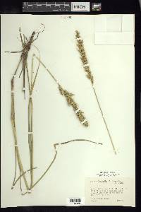 Setaria setosa image