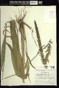 Setaria paniculifera image