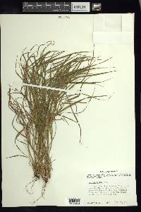 Setaria texana image