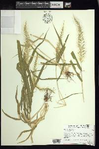 Setaria liebmannii image