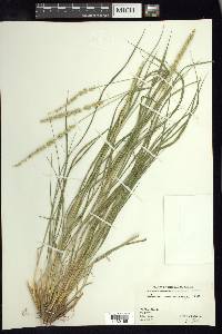 Setaria macrostachya image