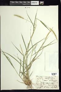 Setaria macrostachya image