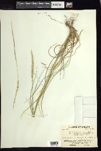 Setaria macrostachya image