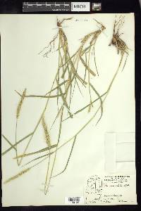 Setaria macrostachya image