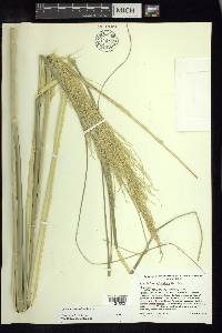 Sporobolus splendens image