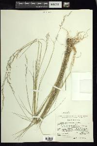 Stipa linearifolia image