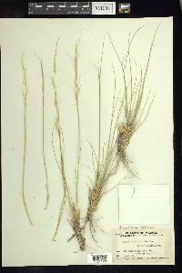 Stipa editorum image