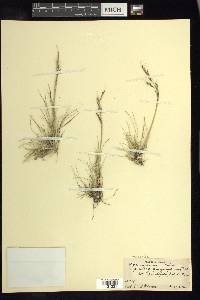 Stipa mexicana image